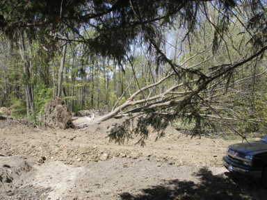 Tree removal 2, May 10