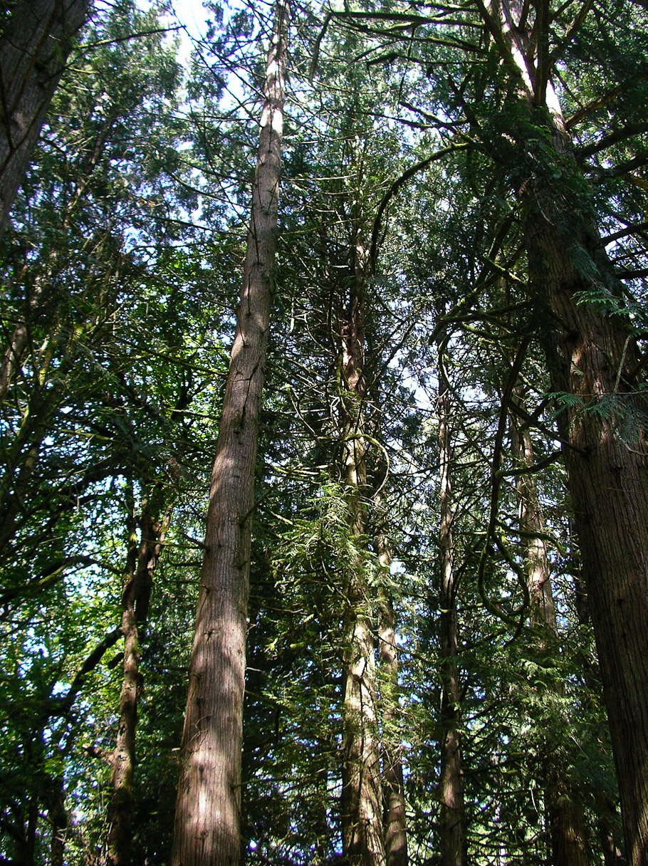 The yard,
August 23rd, 2006