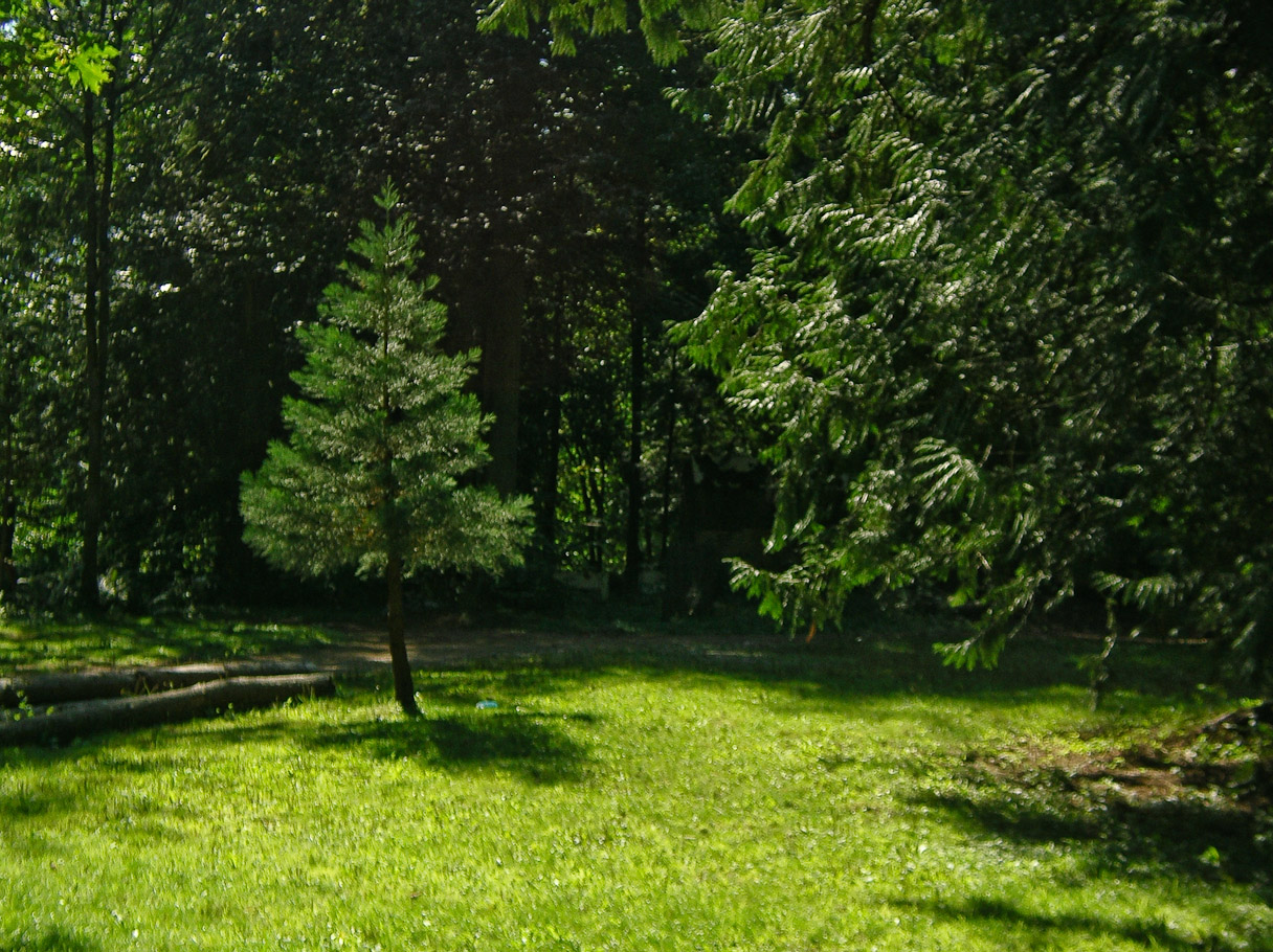 The yard,
August 23rd, 2006
