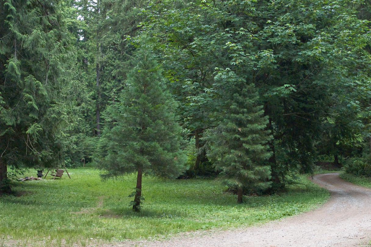 The front yard, June 17th, 2009