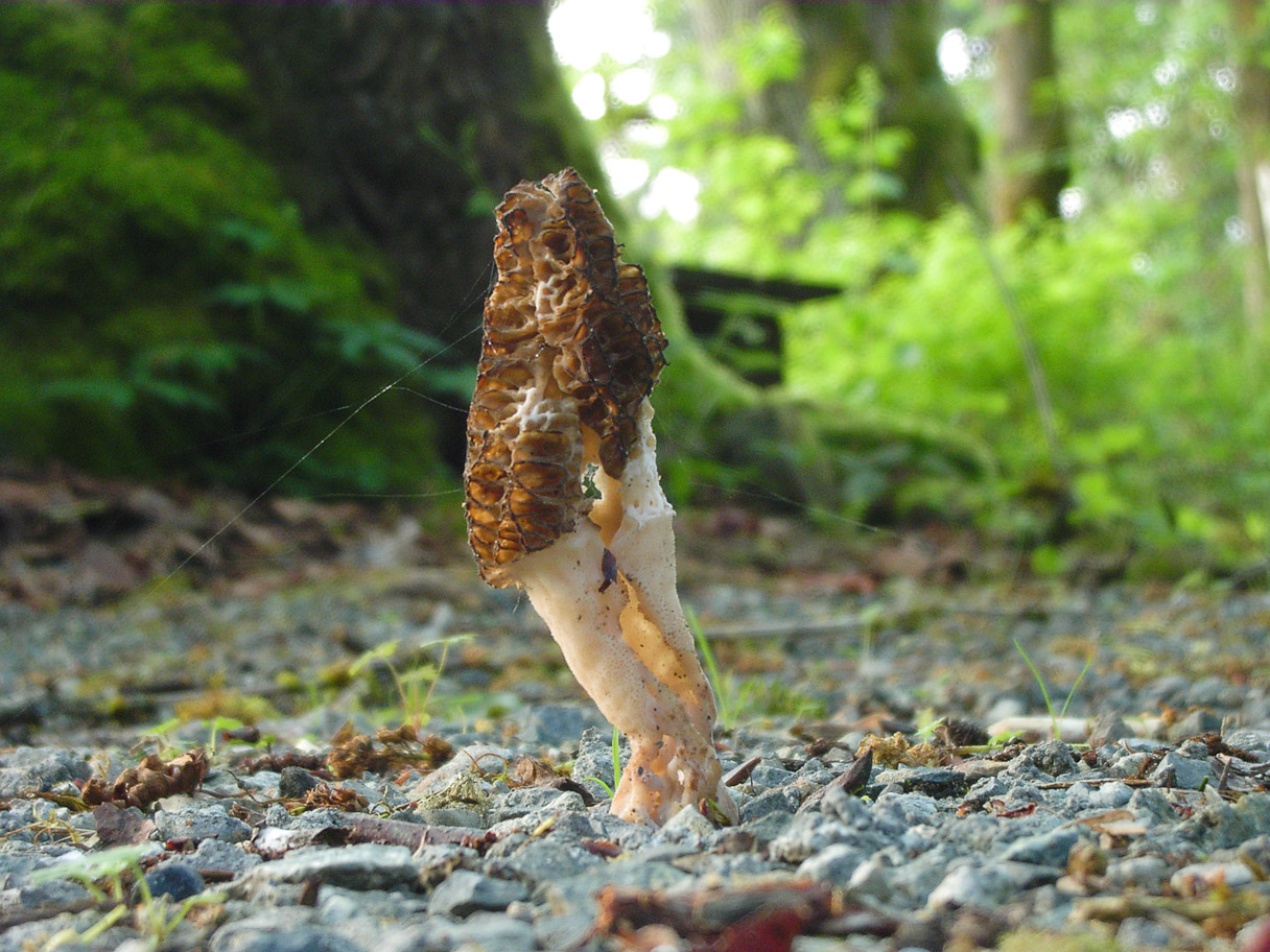 A May 25th Morel, 2003