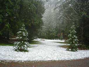 The front yard, November 19th, 2003