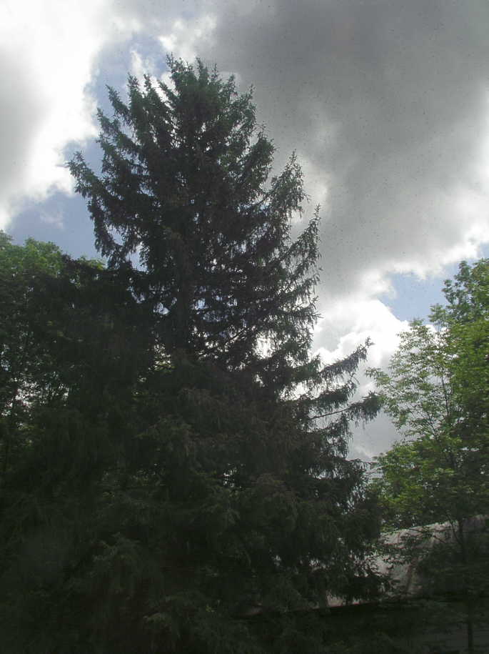 Honeybees in the tree by the house, June 23