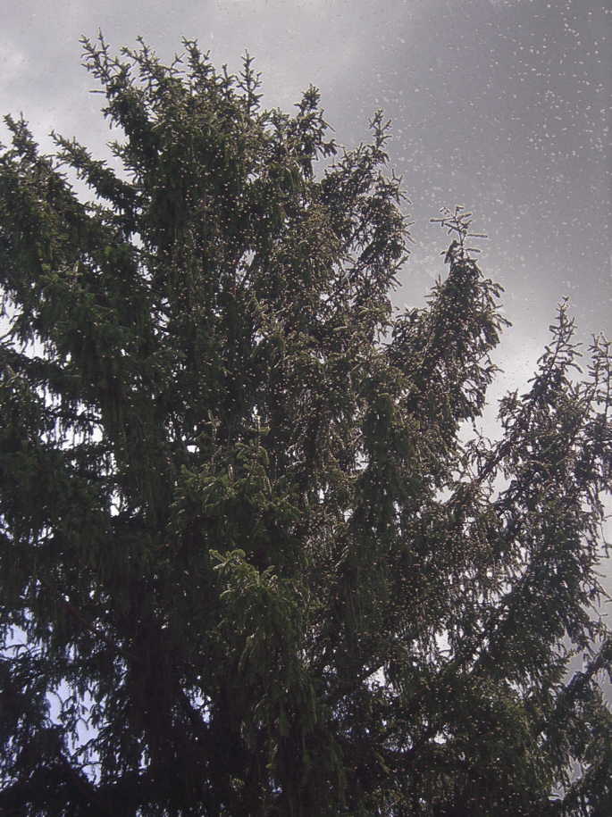 Honeybees in the tree by the house, June 23