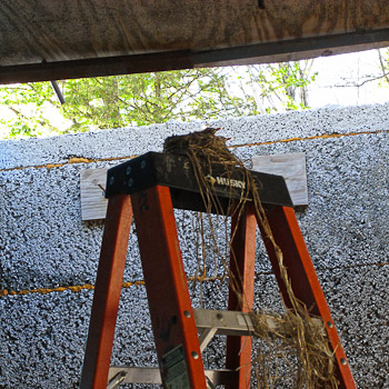 Baby Robins May 23rd, 2008