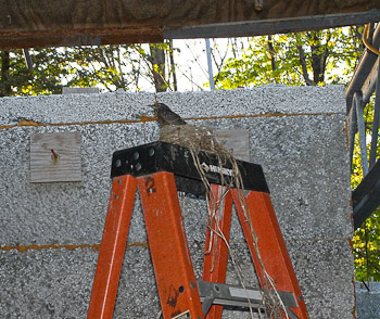 Baby Robins May 24th, 2008