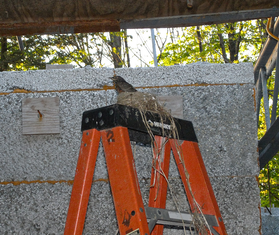 Baby Robins May 24th, 2008